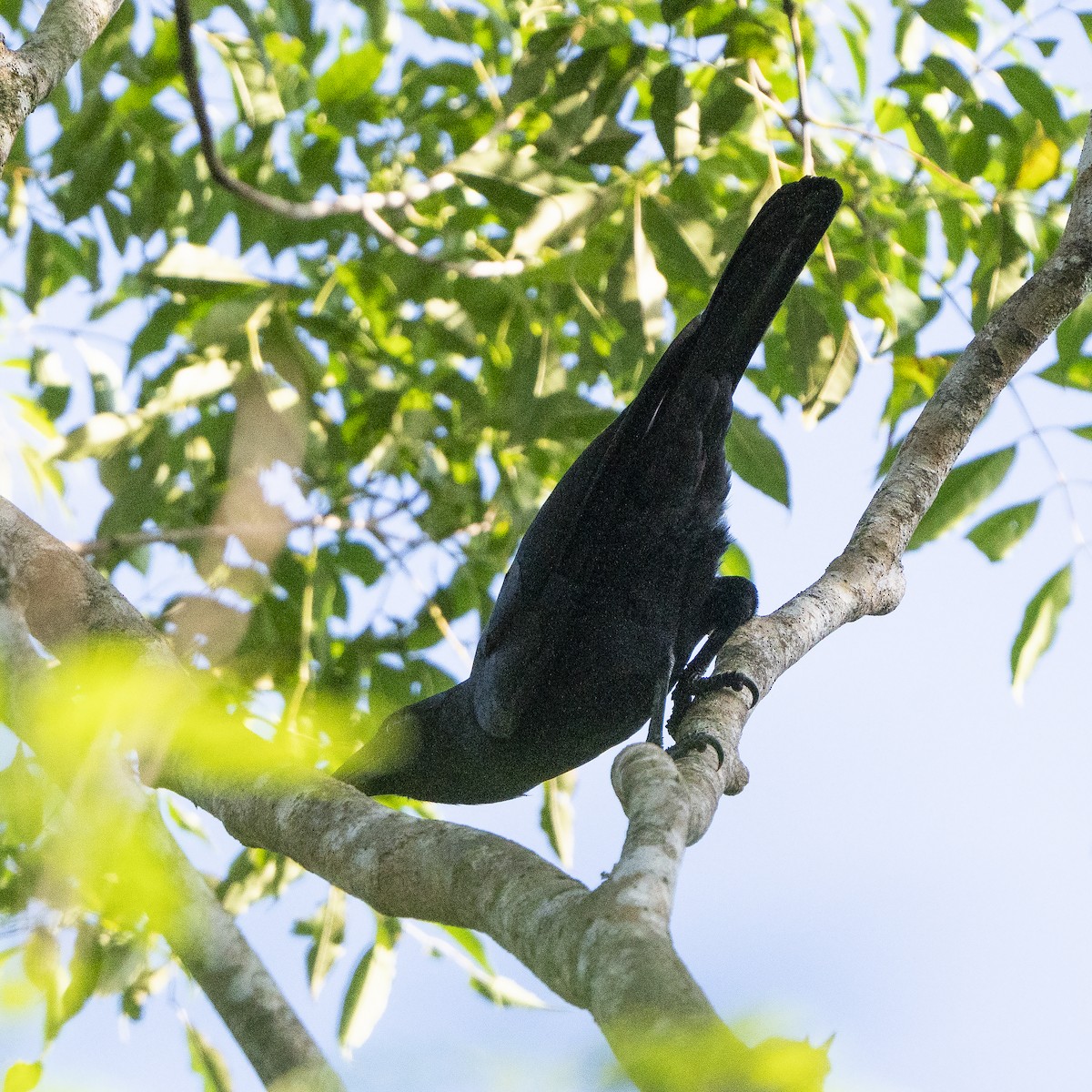 Flores Crow - ML640131886