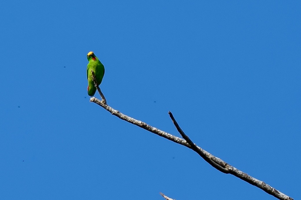 Papuan Hanging-Parrot - ML640131905