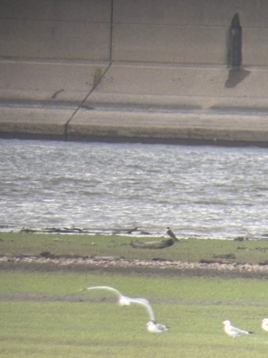 Peregrine Falcon - ML640131940