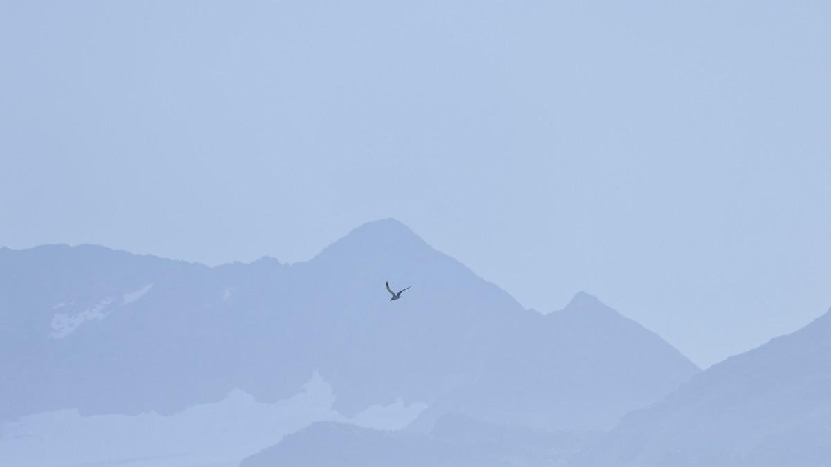 Крячок каспійський - ML640131949