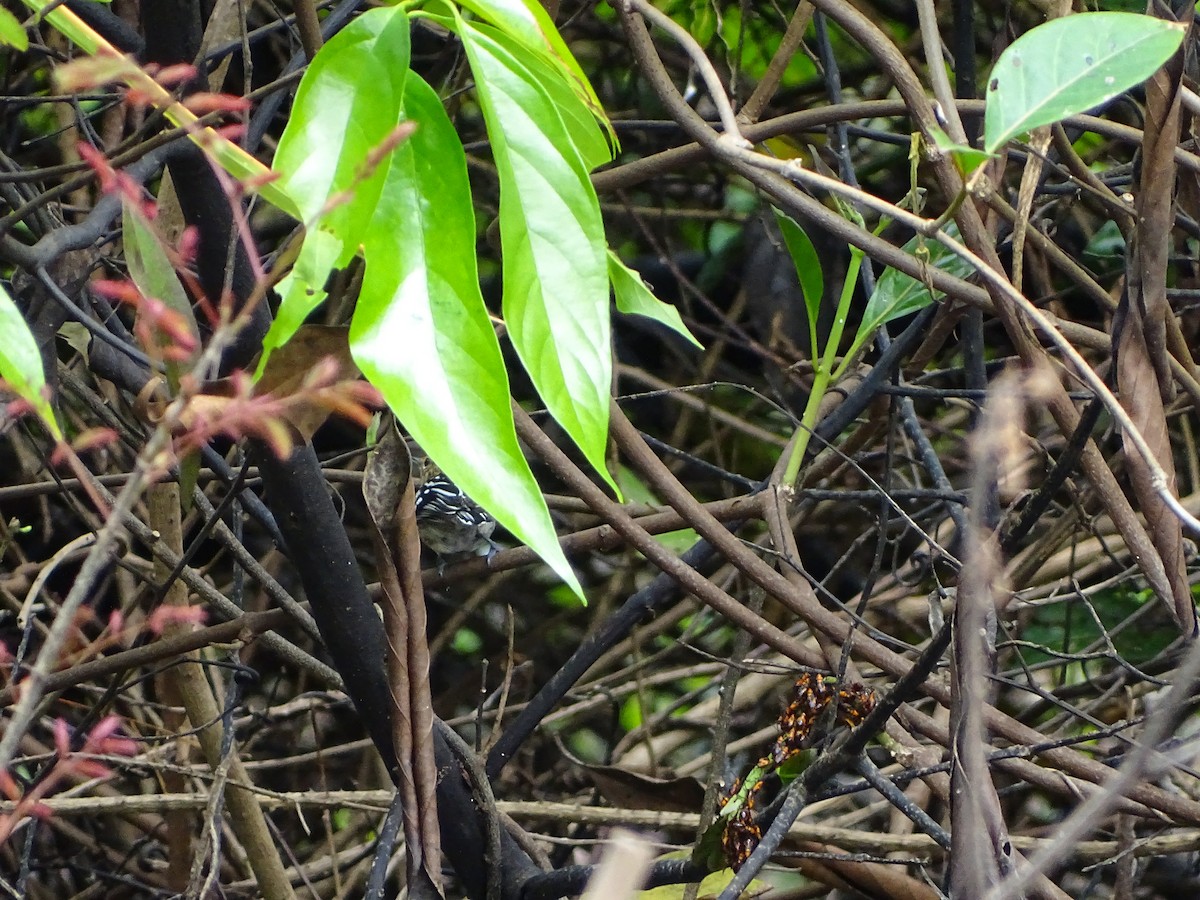 Amazonian Streaked-Antwren - ML640131975
