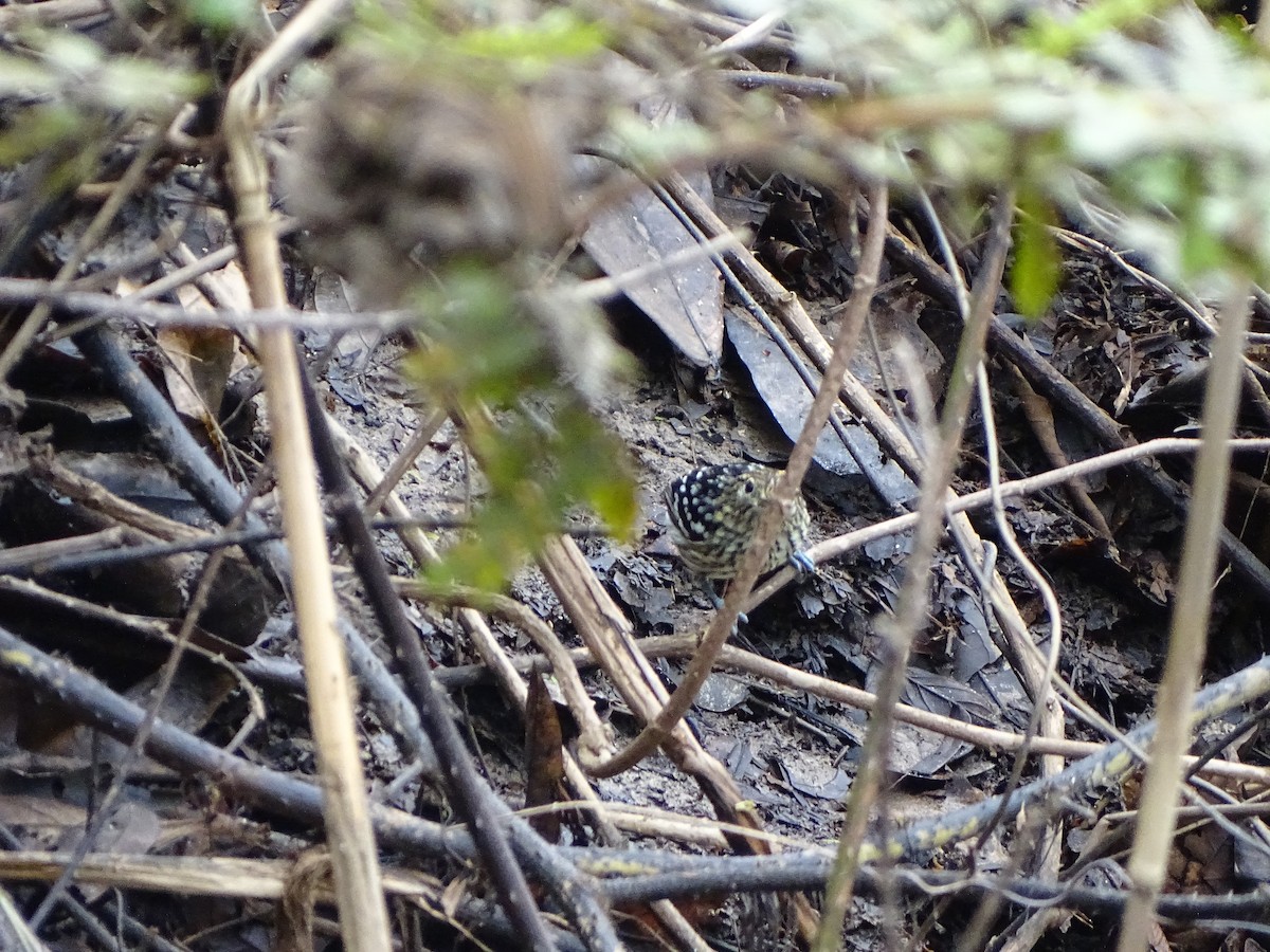 Amazonian Streaked-Antwren - ML640131978