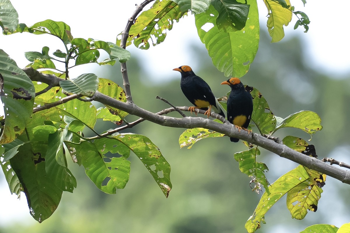 Yellow-faced Myna - ML640131980