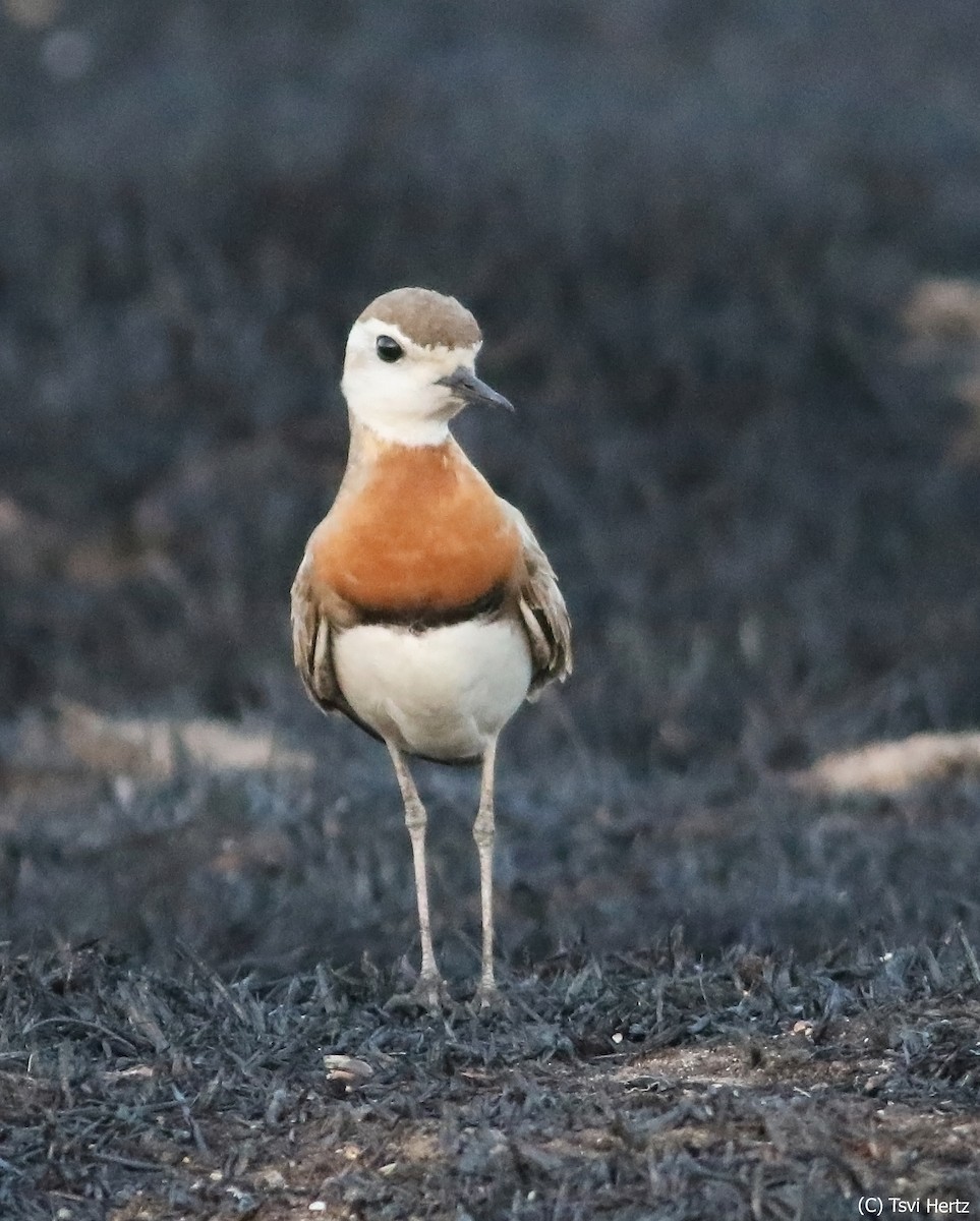 Caspian Plover - ML640131985