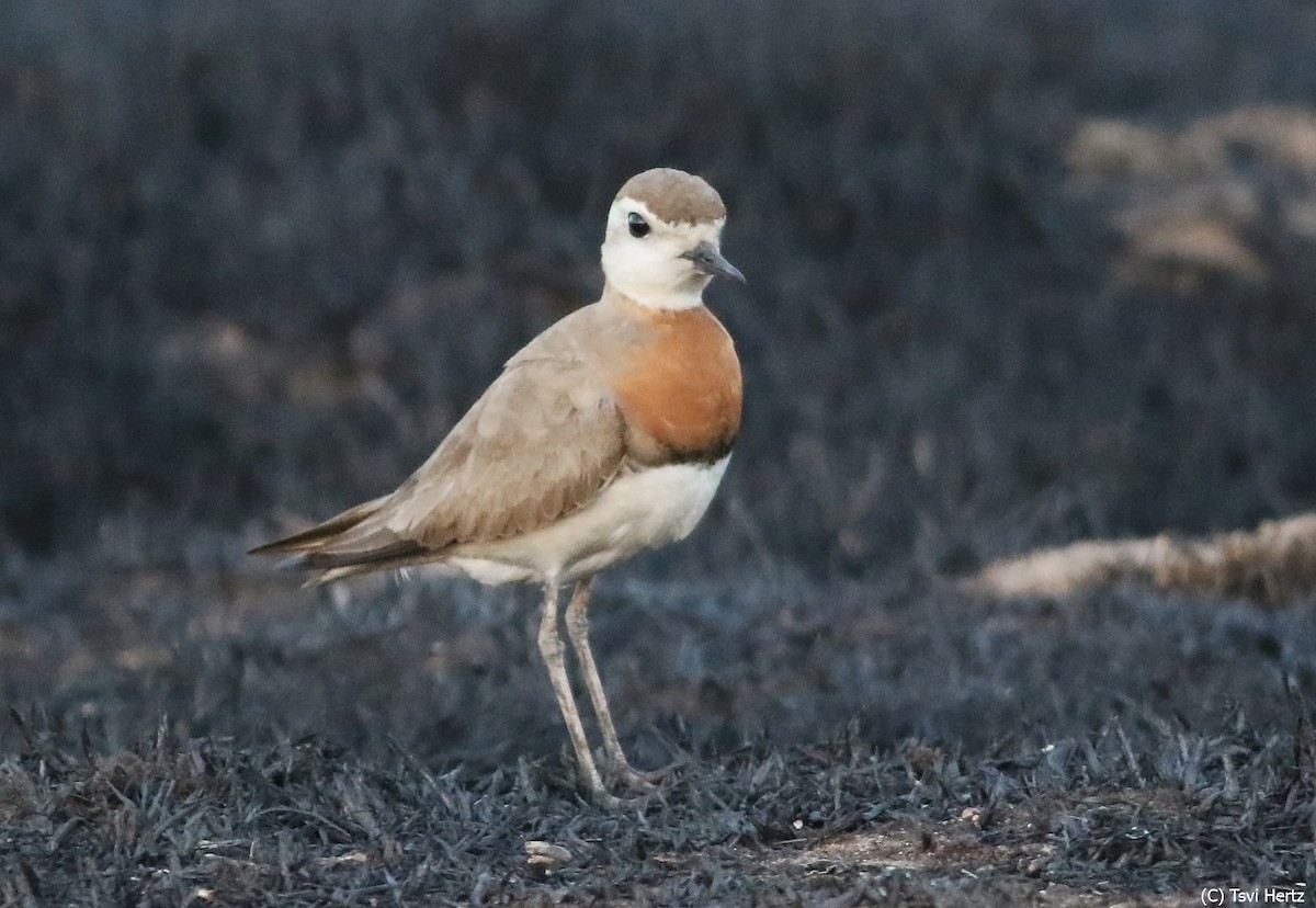 Caspian Plover - ML640131986