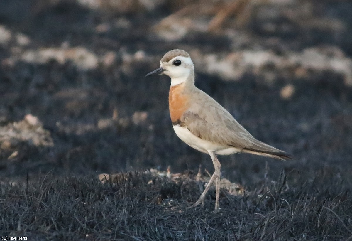 Caspian Plover - ML640131987