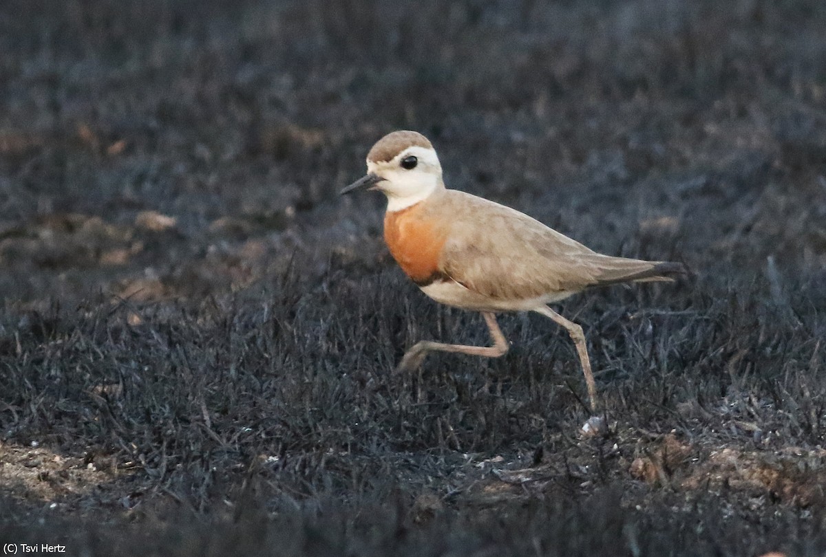 Caspian Plover - ML640131988
