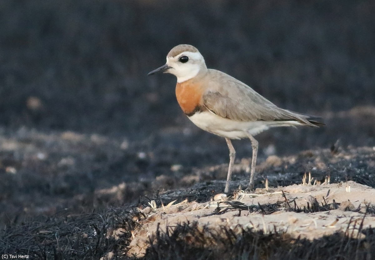 Caspian Plover - ML640131989