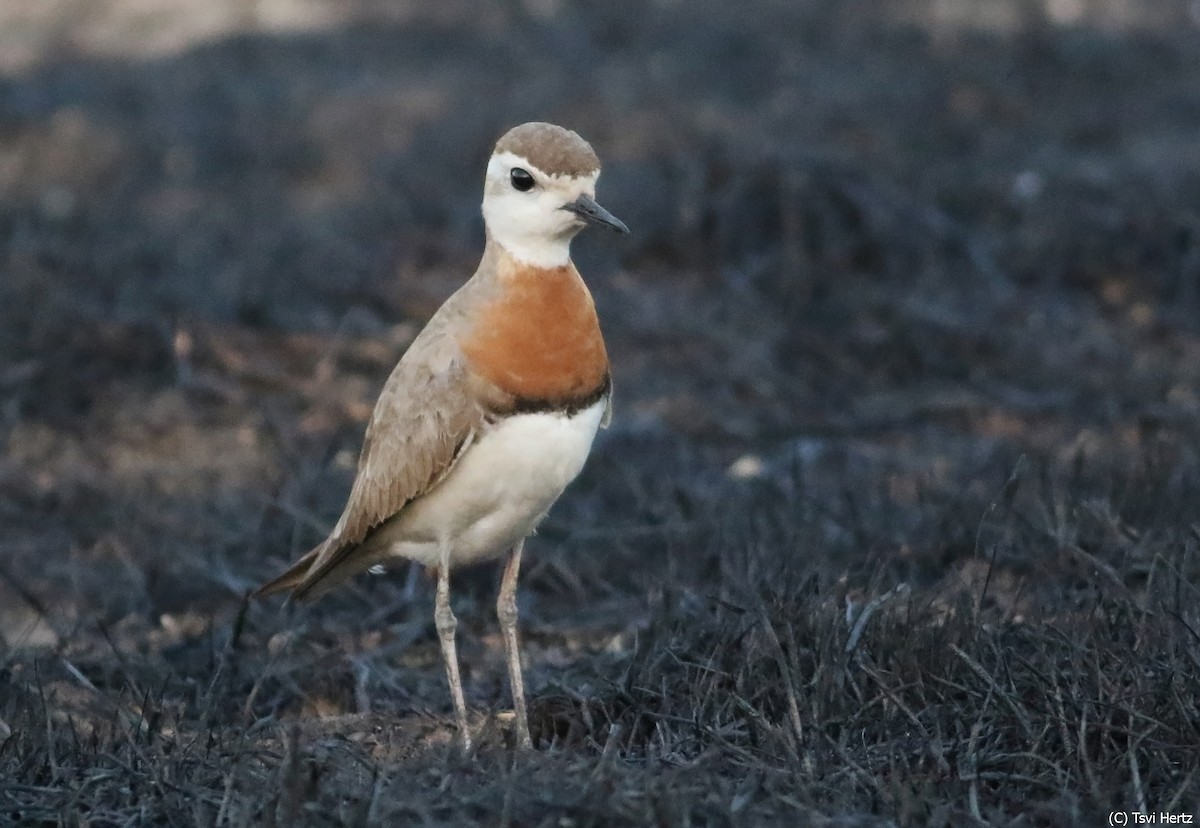Caspian Plover - ML640131990
