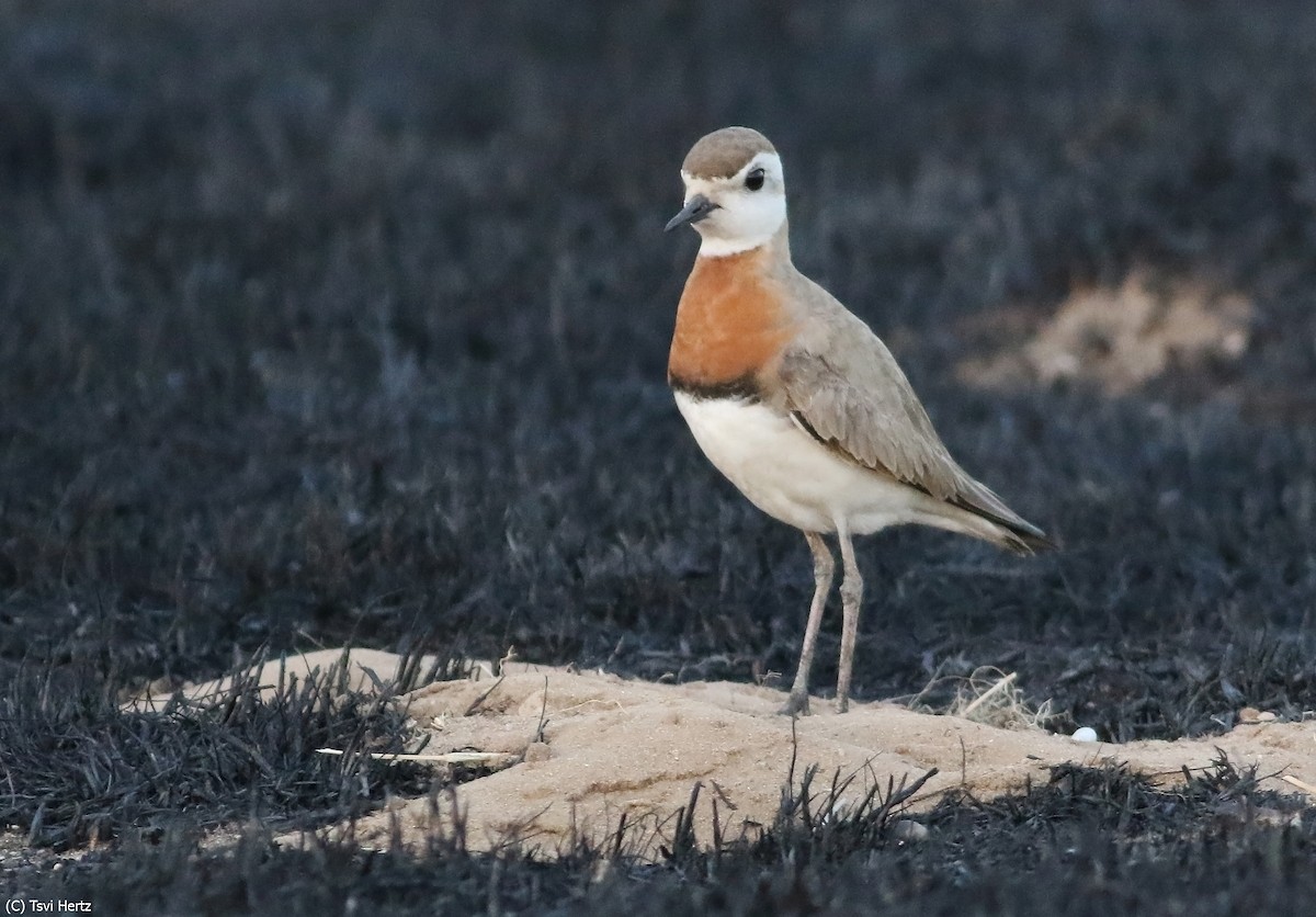 Caspian Plover - ML640131991