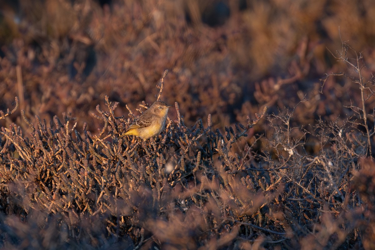 Yellow Chat - ML640132005