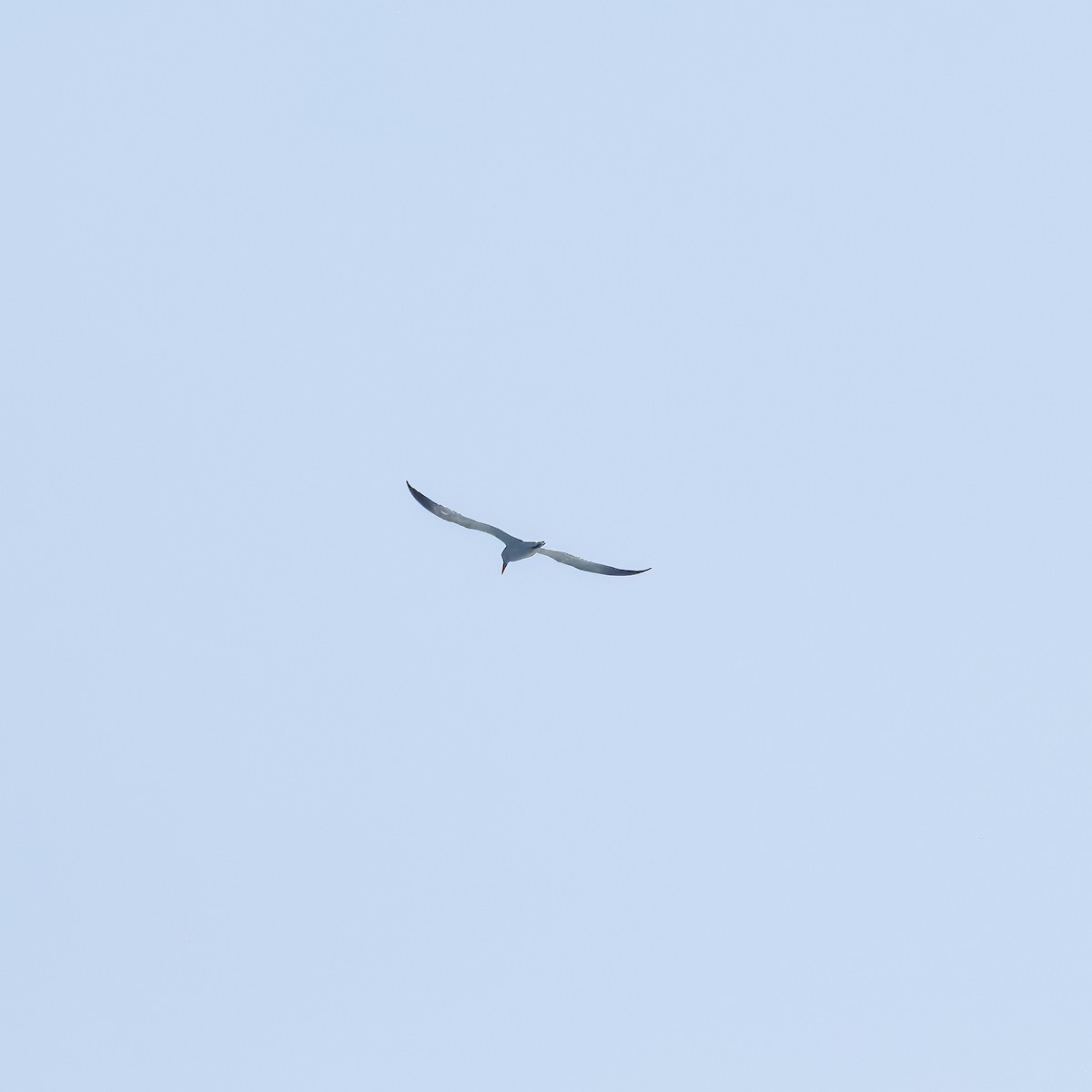 Крячок каспійський - ML640132050