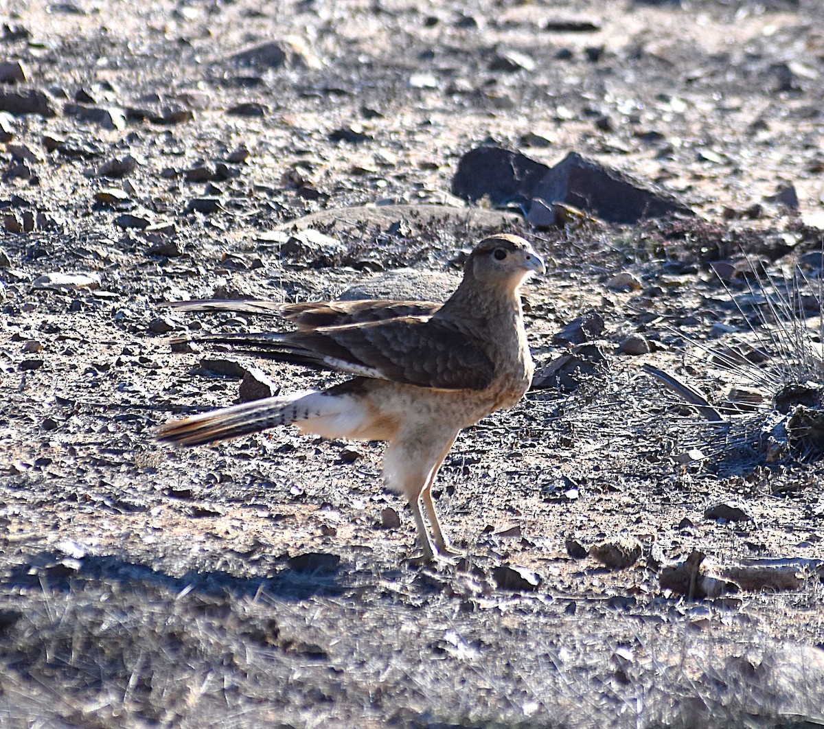 Çimango Karakarası - ML640132058