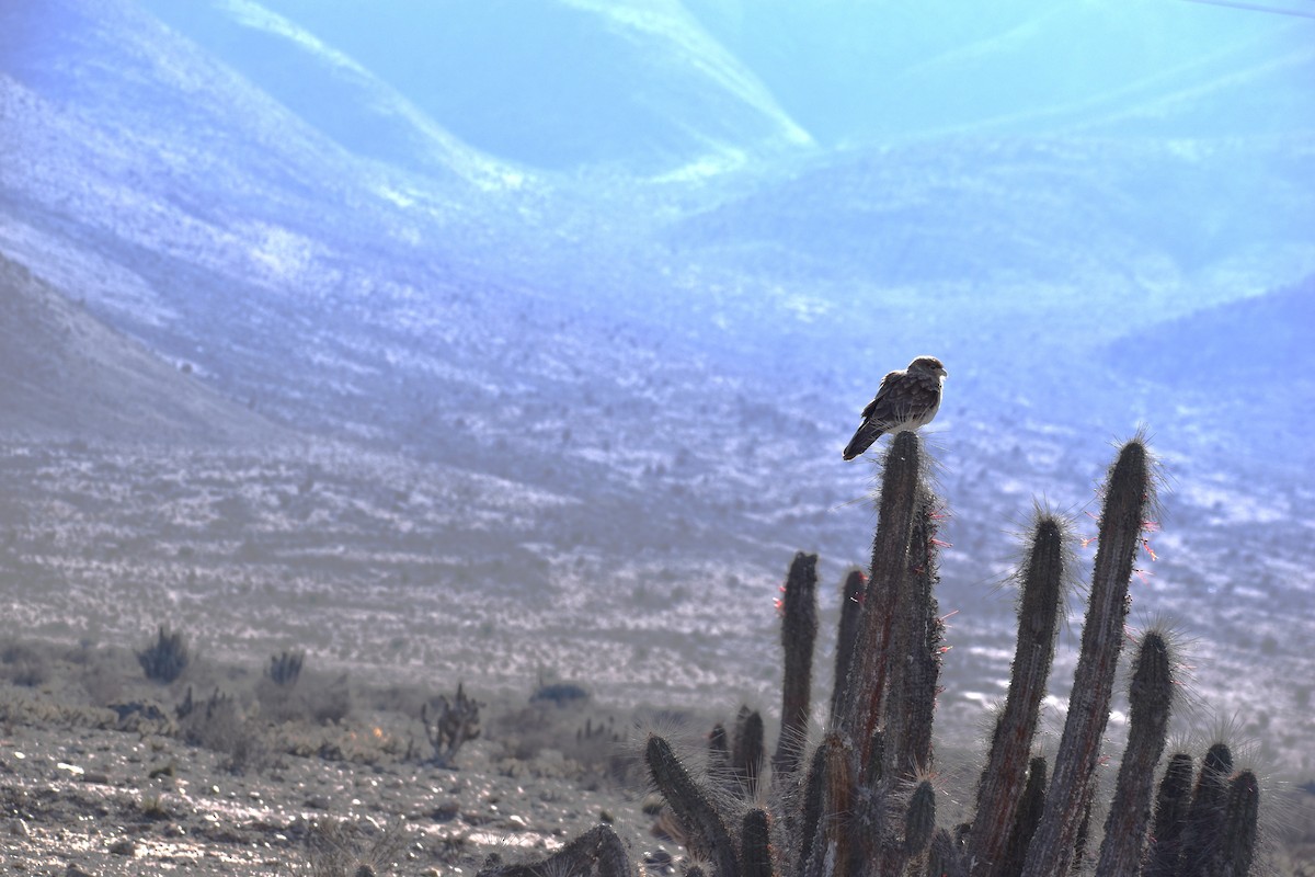 Çimango Karakarası - ML640132063