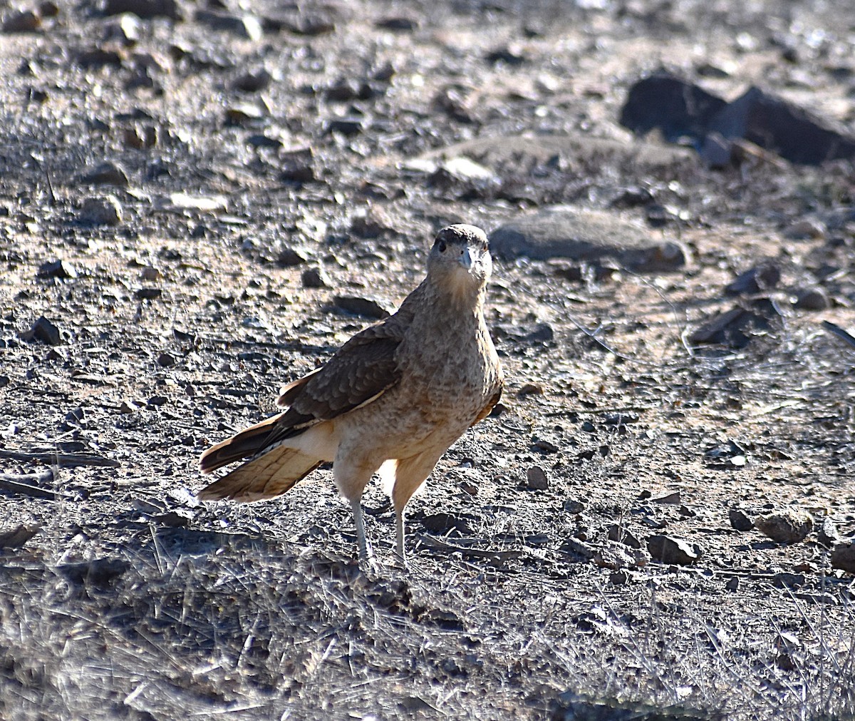 Çimango Karakarası - ML640132071