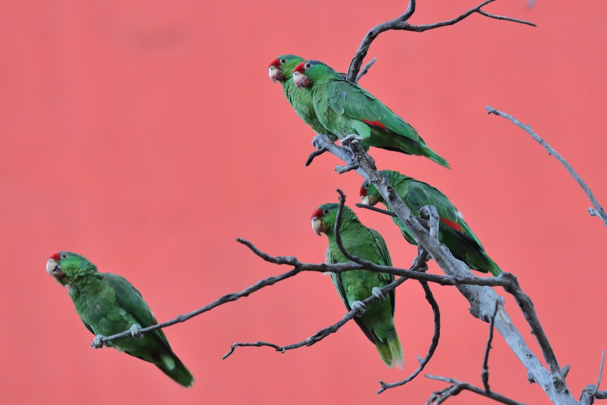 Red-crowned Amazon - ML640132073