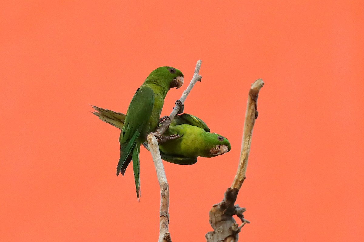 Green Parakeet - ML640132079