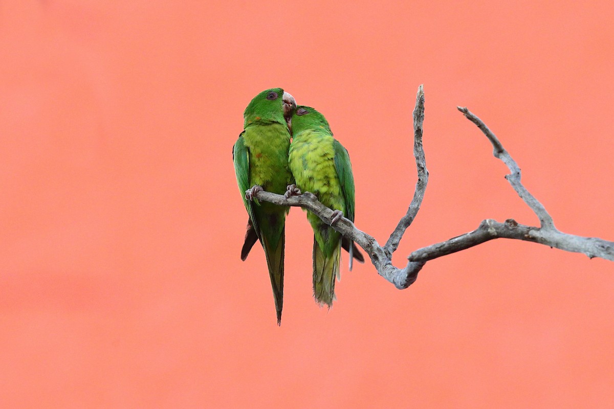 Green Parakeet - ML640132080