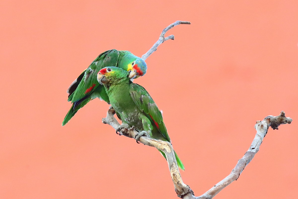Red-lored Amazon - ML640132091