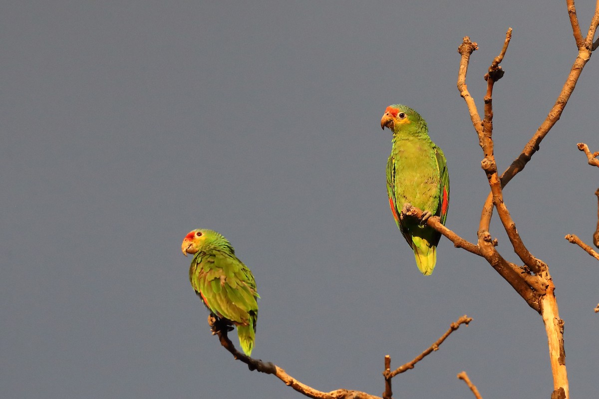 Red-lored Amazon - ML640132092