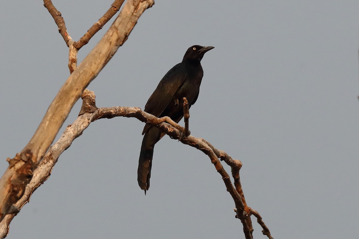 Great-tailed Grackle - ML640132096