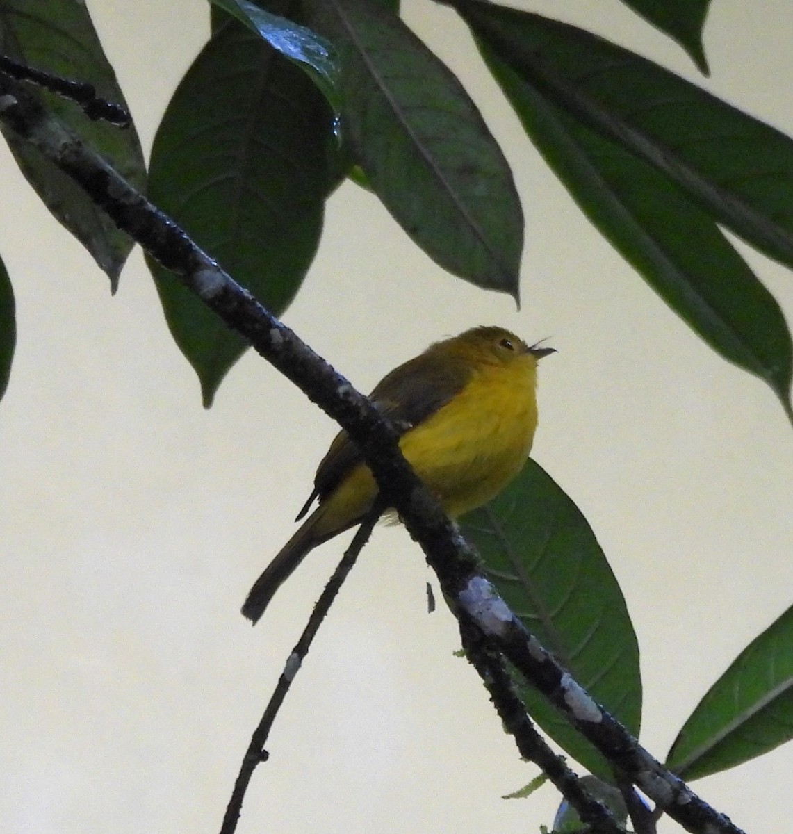 Citrine Canary-Flycatcher - ML640132177