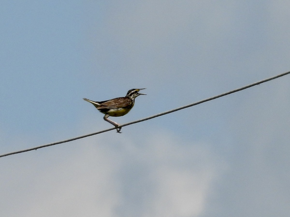 Eastern Meadowlark - ML640132190