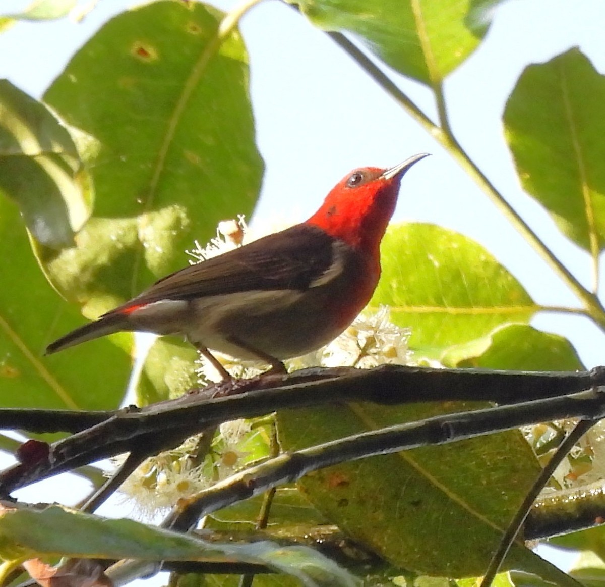 Sulawesi Myzomela - ML640132239