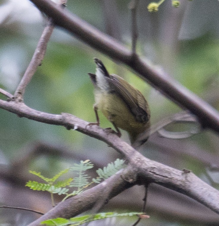 Fork-tailed Sunbird - ML640132244