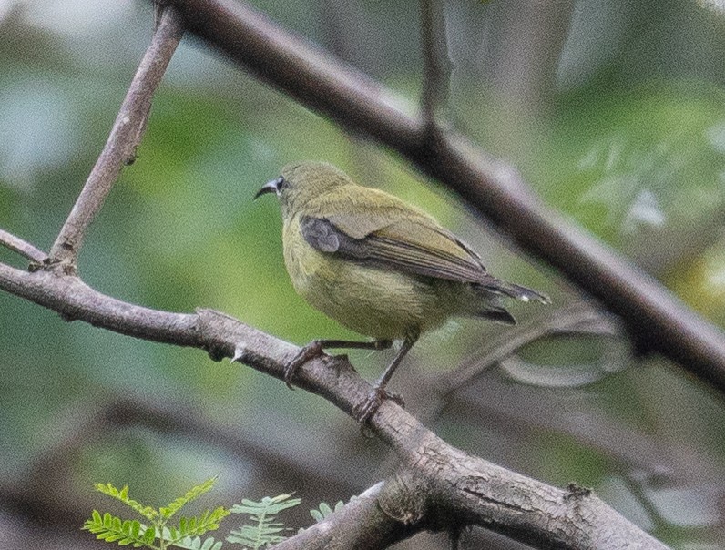 Fork-tailed Sunbird - ML640132245