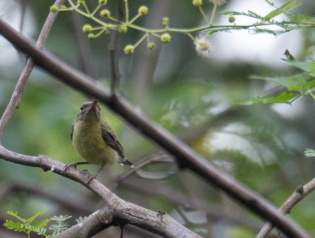 Fork-tailed Sunbird - ML640132246