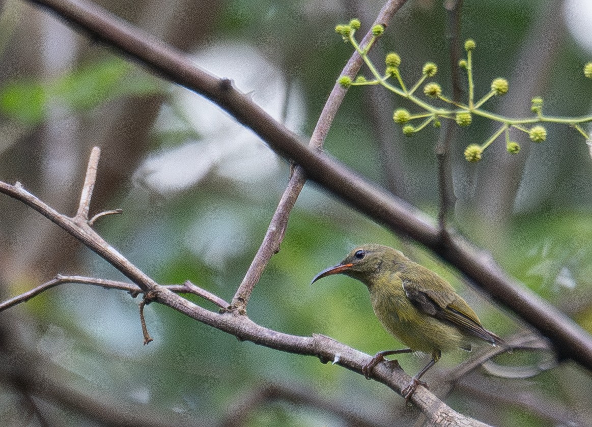 Fork-tailed Sunbird - ML640132247