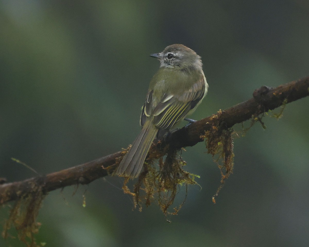 Greenish Elaenia (Greenish) - ML640132250