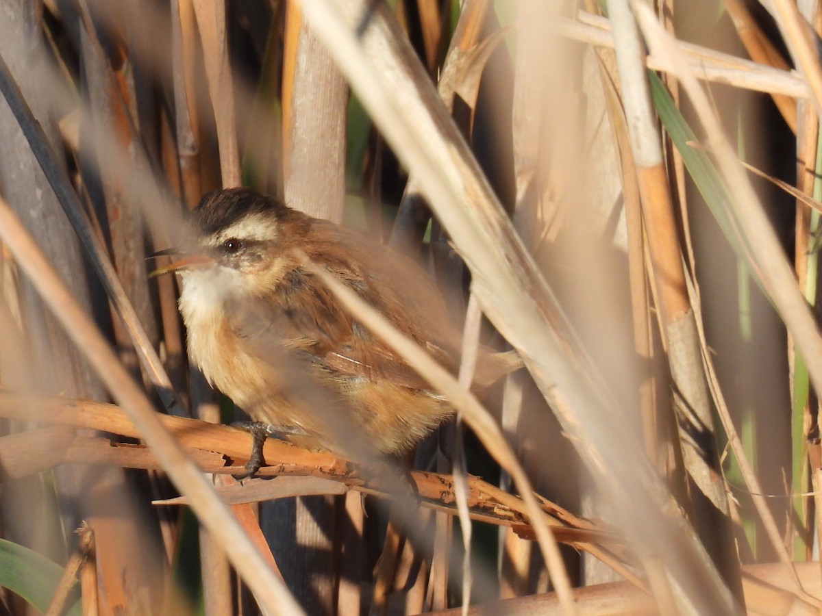 Moustached Warbler - ML640132394