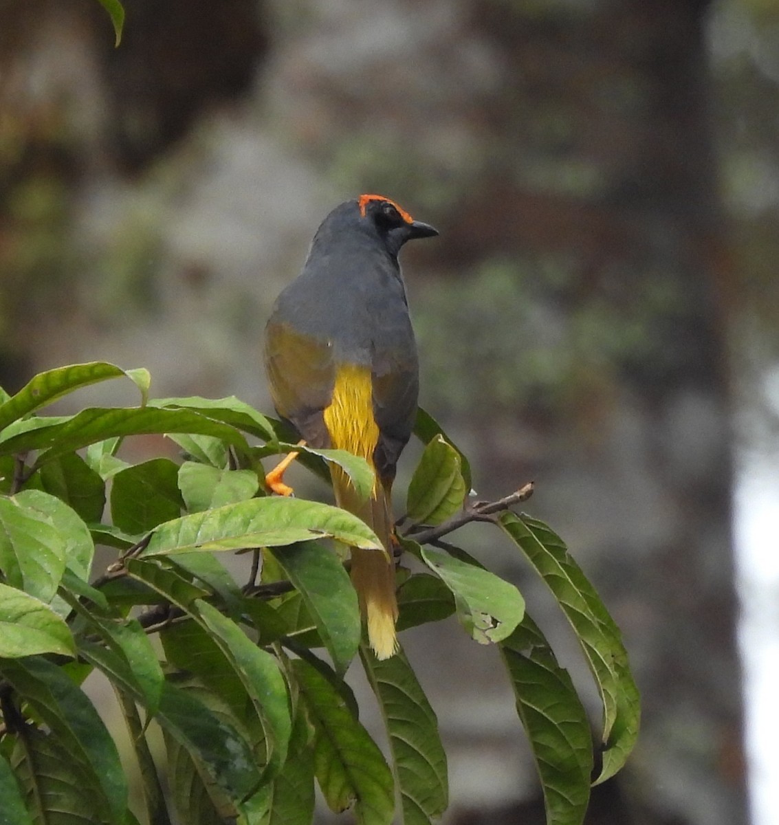 Fiery-browed Myna - ML640132477