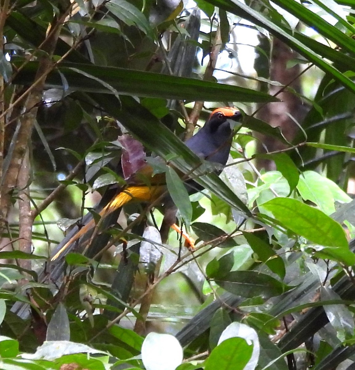 Fiery-browed Myna - ML640132487