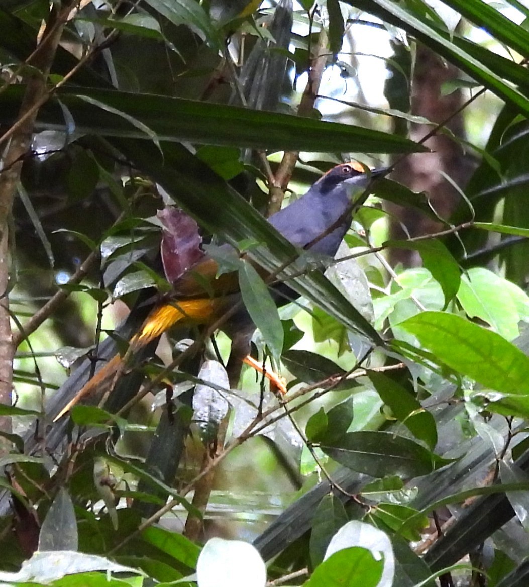 Fiery-browed Myna - ML640132488