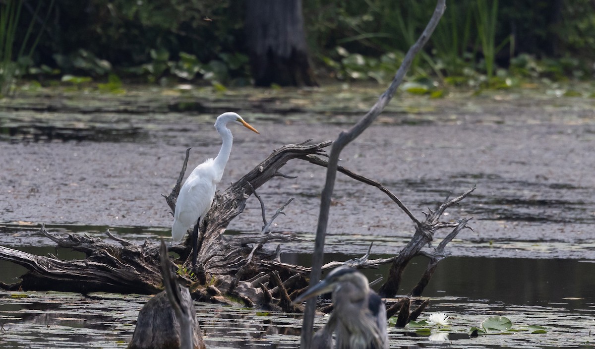 Great Egret - ML640132492