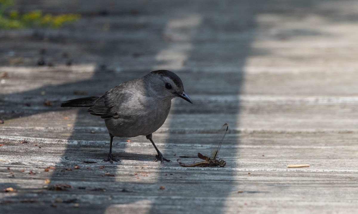 Gray Catbird - ML640132499