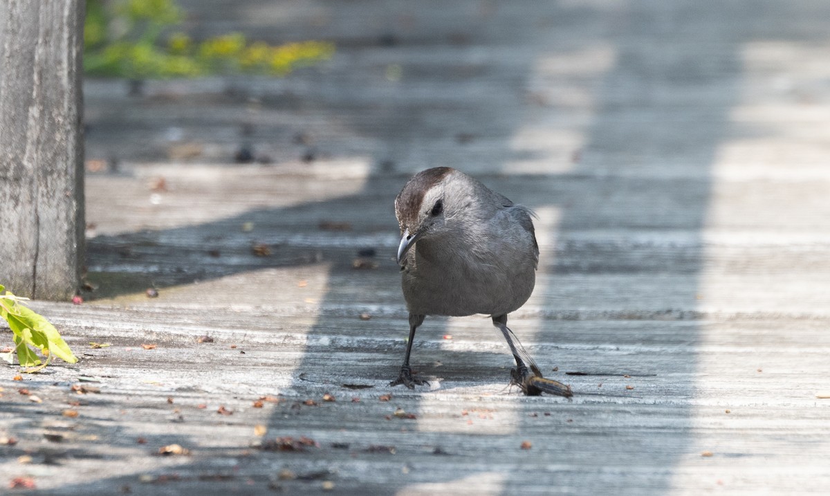 Gray Catbird - ML640132500
