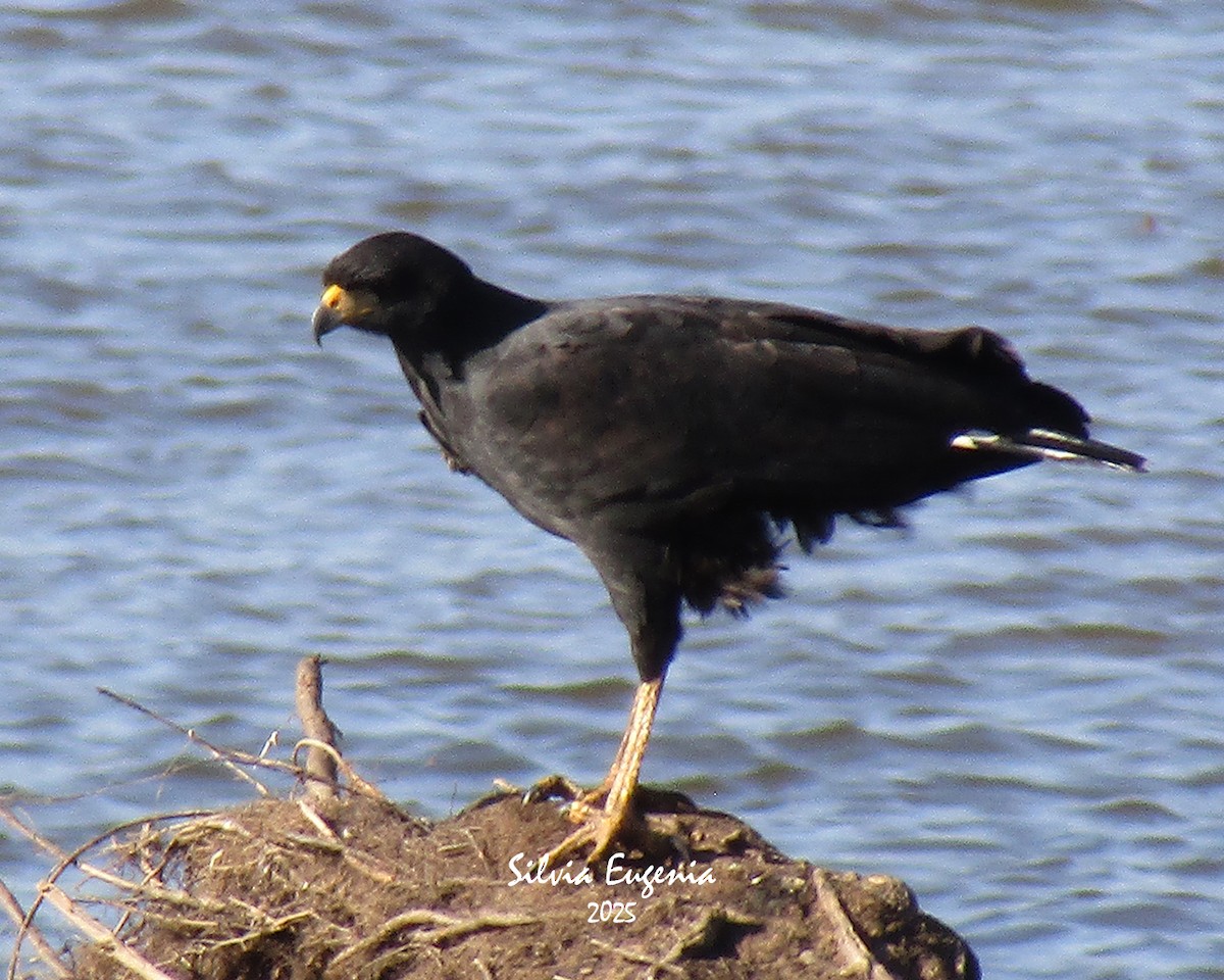 Great Black Hawk - ML640132526