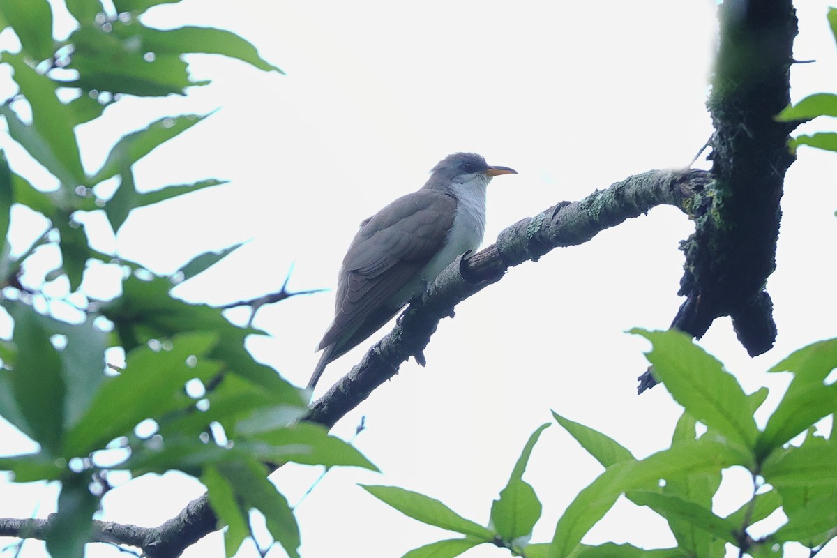 Yellow-billed Cuckoo - ML640132585