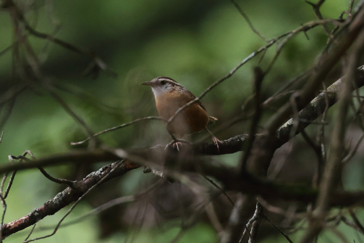 Carolina Wren - ML640132589