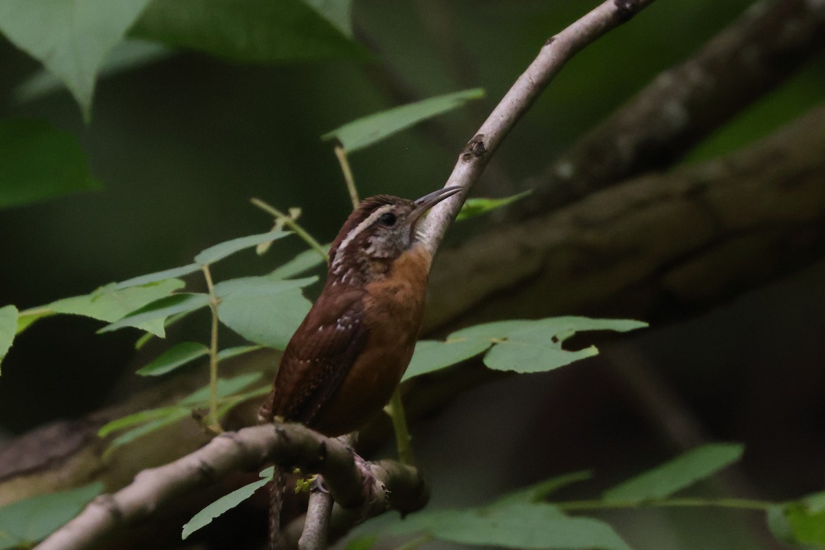 Carolina Wren - ML640132609