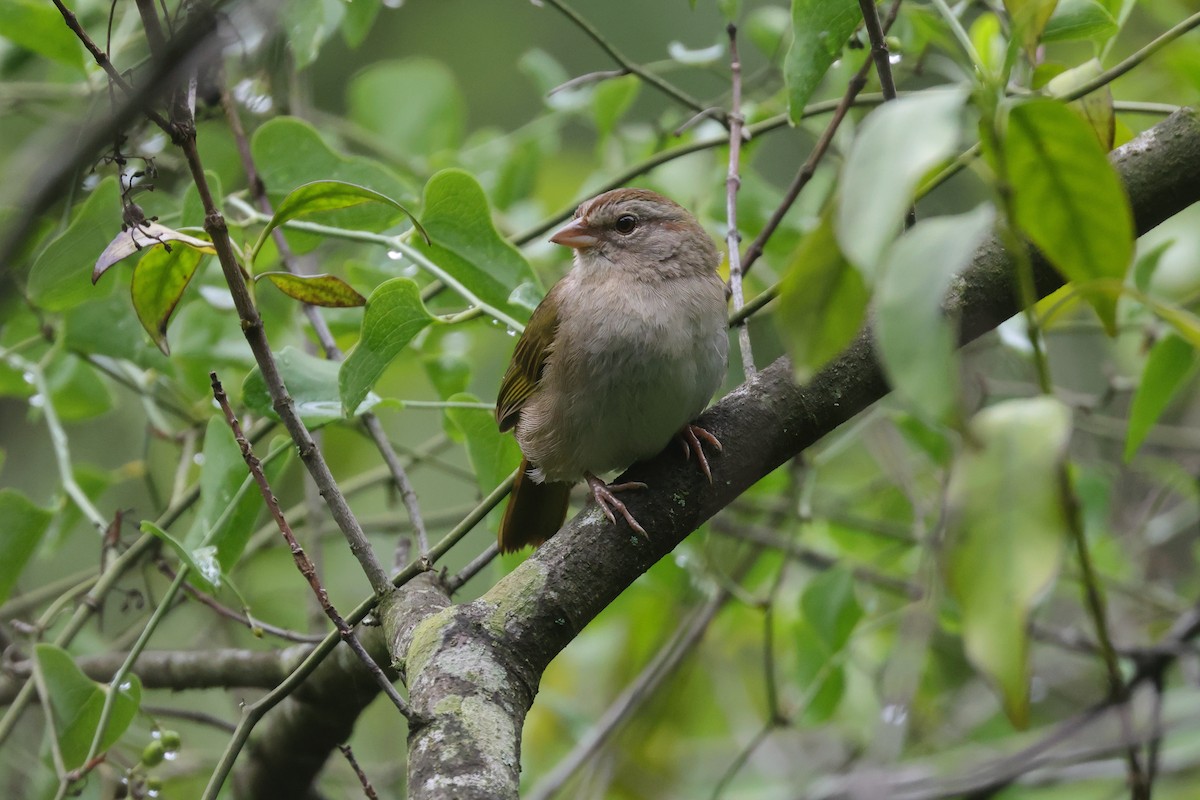 Olive Sparrow - ML640132622