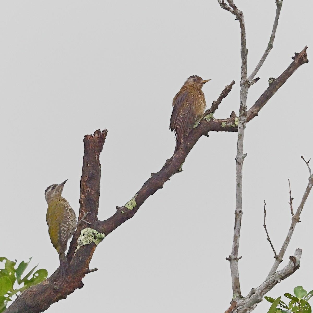 Streak-throated Woodpecker - ML640132709