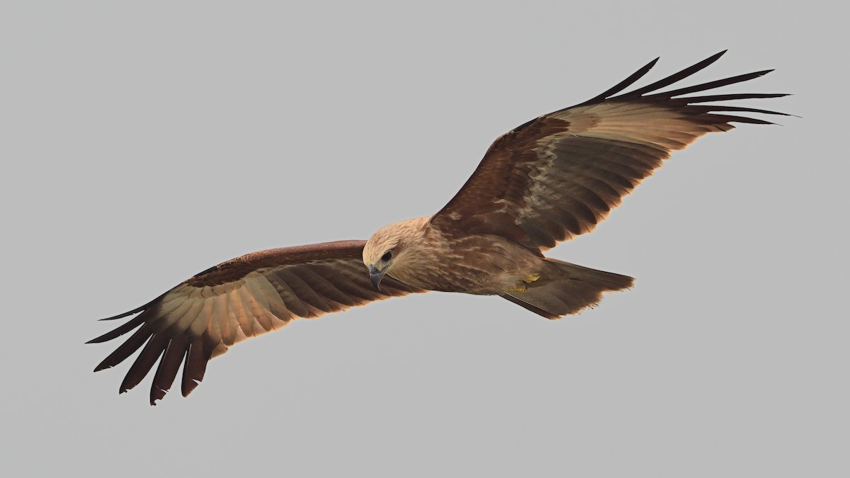 Brahminy Kite - ML640132755