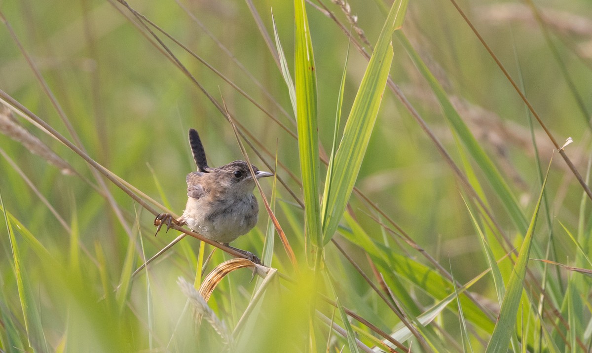Marsh Wren (palustris Group) - ML640132762