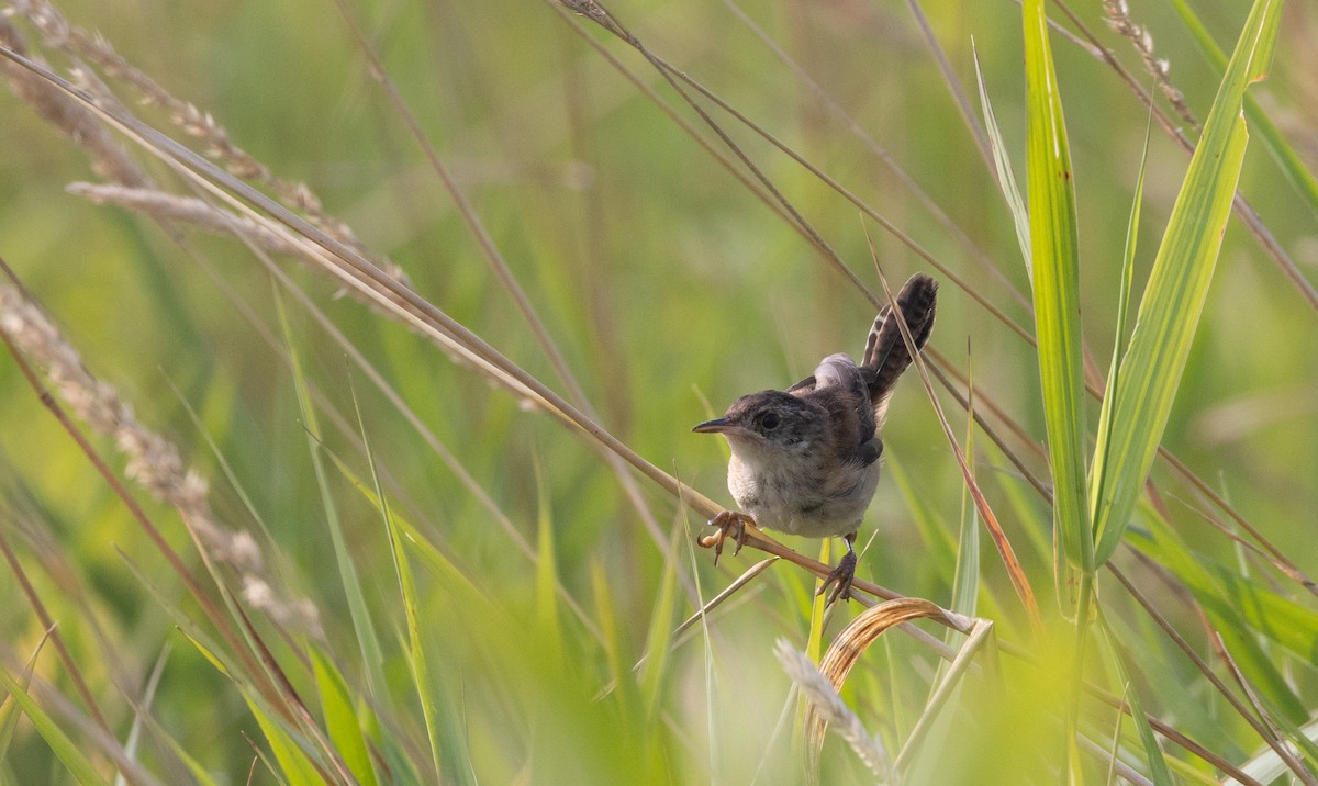 Marsh Wren (palustris Group) - ML640132763