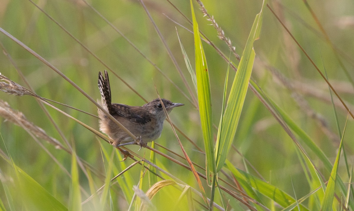 Marsh Wren (palustris Group) - ML640132764